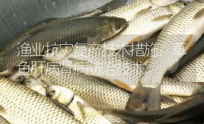 渔业抗灾复产技术措施：草鱼肝病肾病防治技术 | 淡水养殖
