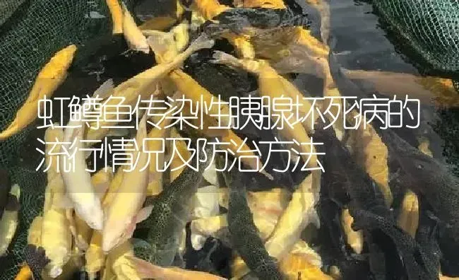 虹鳟鱼传染性胰腺坏死病的流行情况及防治方法 | 淡水养殖