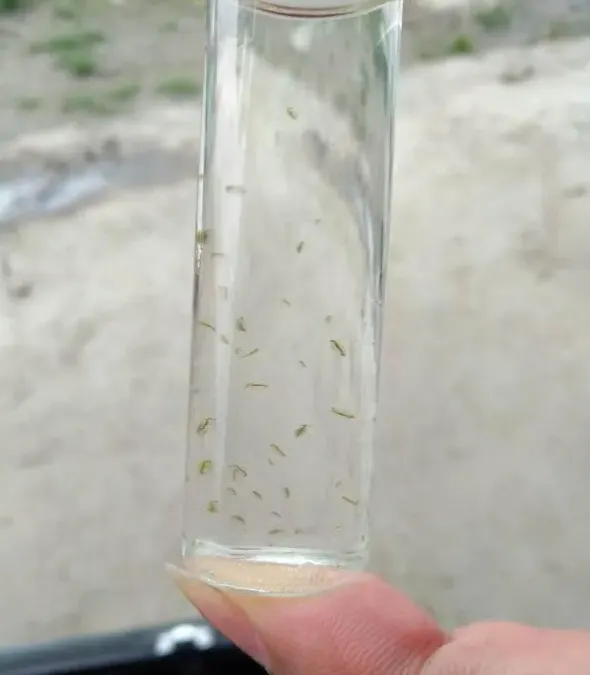 河蟹蜕“一壳”期间需要注意什么