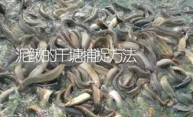 泥鳅的干塘捕捉方法 | 淡水养殖