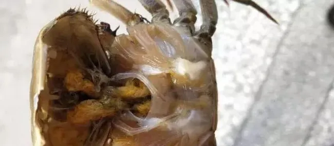 一天缺氧,三天不长,河蟹缺氧上岸趴草要注意