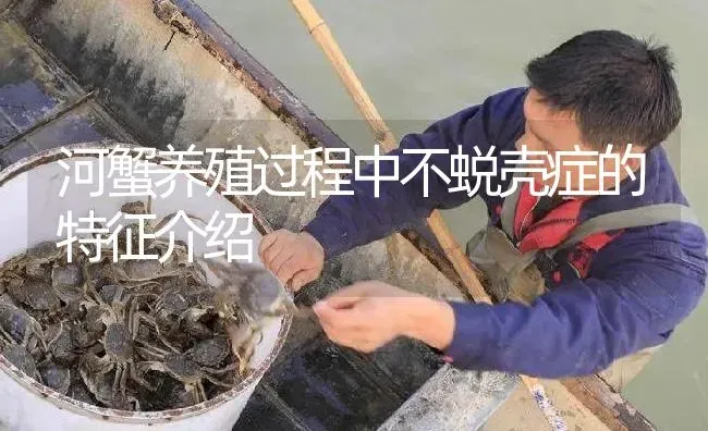 河蟹养殖过程中不蜕壳症的特征介绍 | 淡水养殖