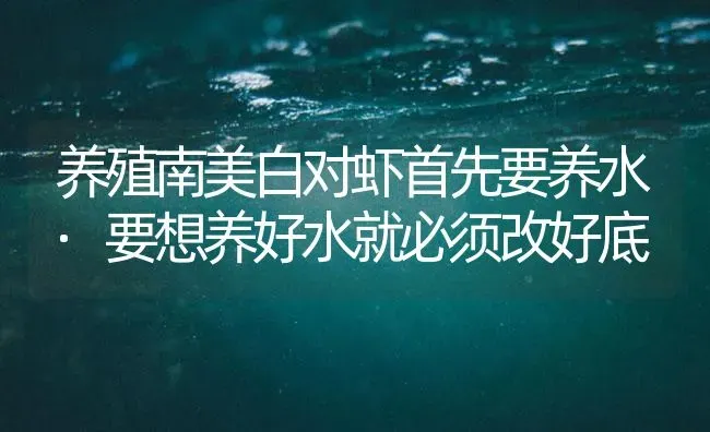 养殖南美白对虾首先要养水·要想养好水就必须改好底 | 海水养殖