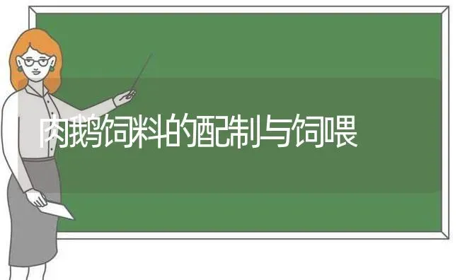 肉鹅饲料的配制与饲喂 | 家禽养殖