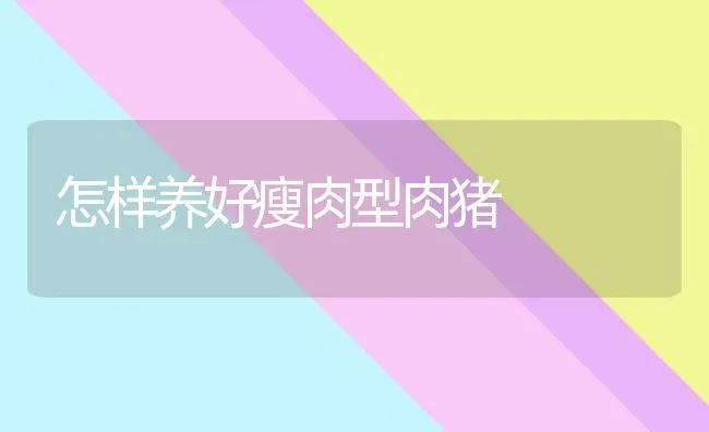 怎样养好瘦肉型肉猪 | 家畜养殖