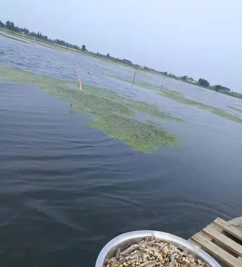 你用的饲料越便宜，河蟹养殖成本就越低？