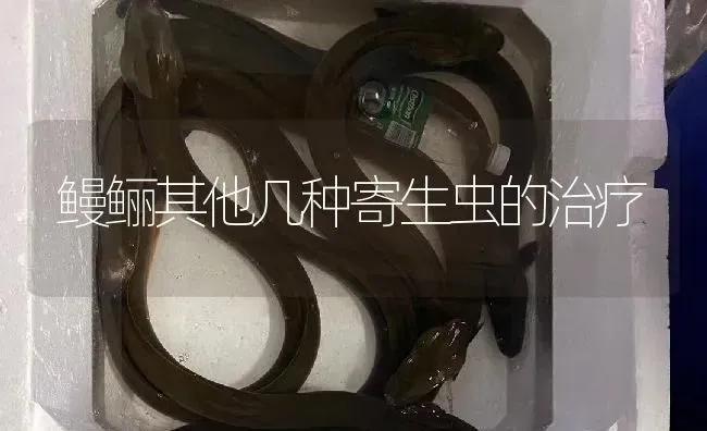 鳗鲡其他几种寄生虫的治疗 | 淡水养殖