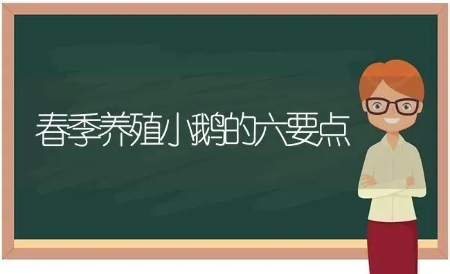 春季养殖小鹅的六要点 | 家禽养殖