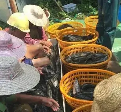 黑鱼行情不好养殖户还能赚钱的秘密