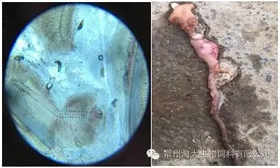 9月份是鱼儿的生长黄金季，你准备好了吗？