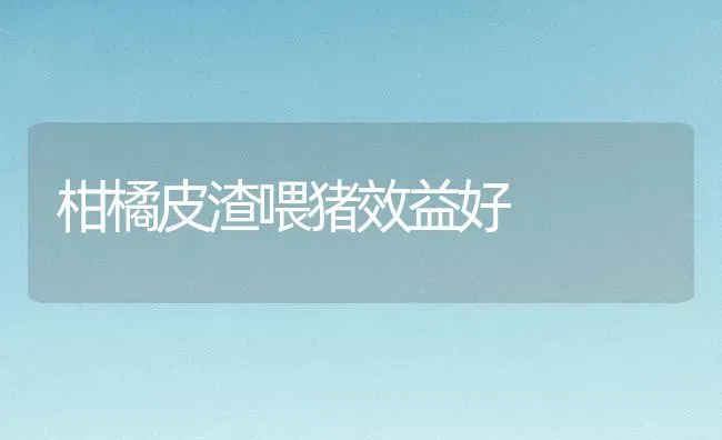 柑橘皮渣喂猪效益好 | 家畜养殖