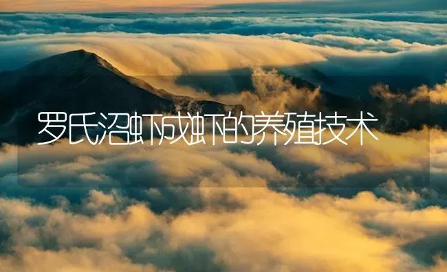 罗氏沼虾成虾的养殖技术 | 海水养殖