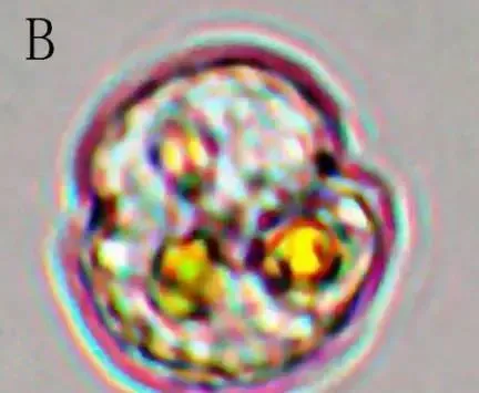 看似一样的水色，为何有人养对虾成功，有人却颗粒无收？