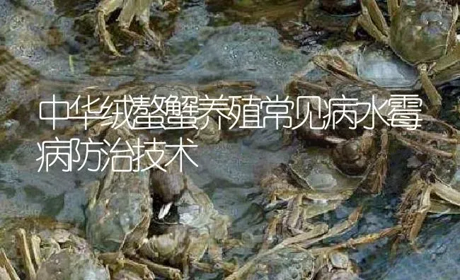 中华绒螯蟹养殖常见病水霉病防治技术 | 淡水养殖