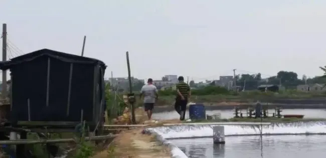 冬棚养殖，将开启“可控养虾”的新时代！