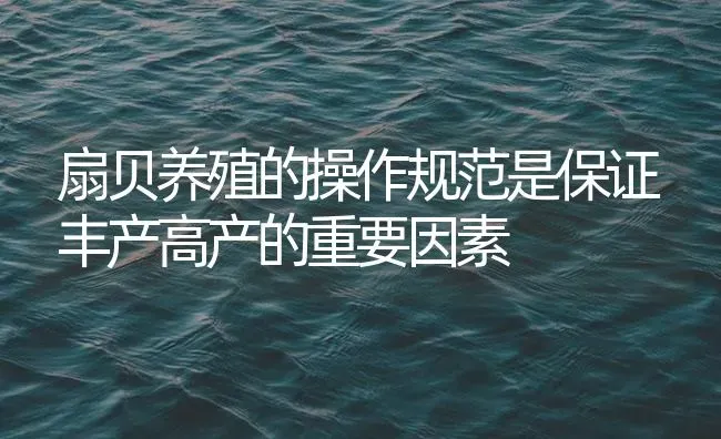 扇贝养殖的操作规范是保证丰产高产的重要因素 | 海水养殖