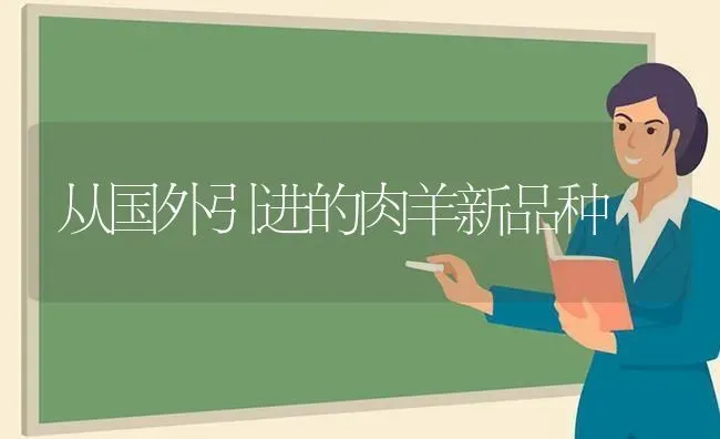 从国外引进的肉羊新品种 | 家畜养殖