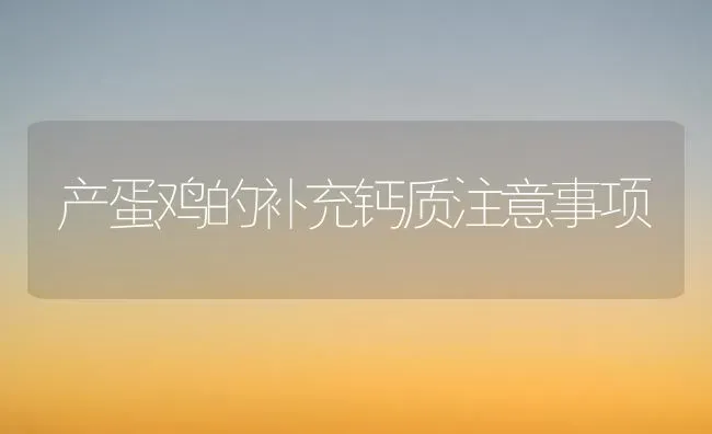 产蛋鸡的补充钙质注意事项 | 家禽养殖