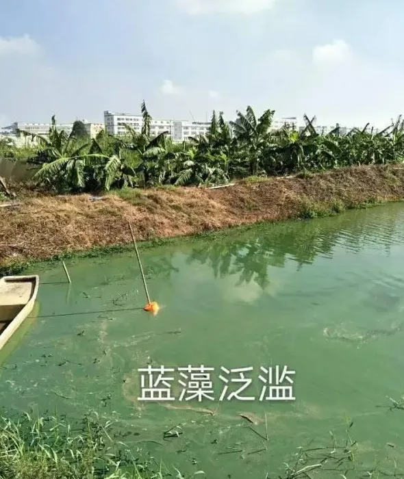 台风暴雨过后水产养殖户救灾复产知多少