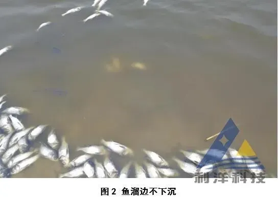 [每周一例]盐度差过高导致花鲢进塘死亡