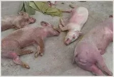 养猪场常见饲料中毒防治措施 | 动物养殖技术