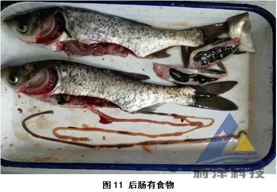 [每周一例]盐度差过高导致花鲢进塘死亡