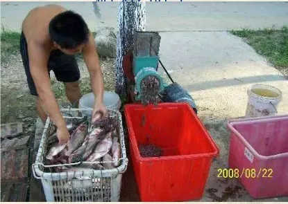 黄鳝网箱养殖技术要点之驯食