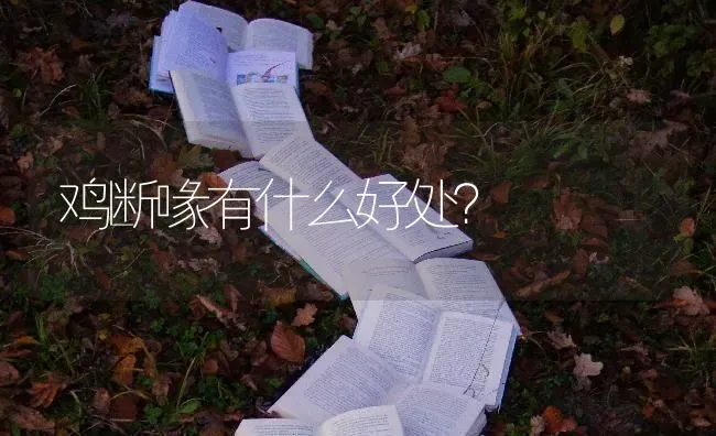 鸡断喙有什么好处？ | 家禽养殖
