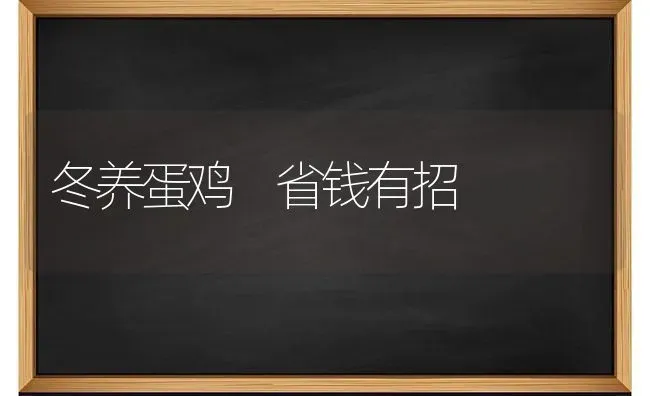 冬养蛋鸡 省钱有招 | 家禽养殖