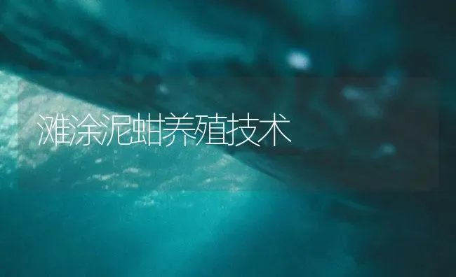 滩涂泥蚶养殖技术 | 海水养殖