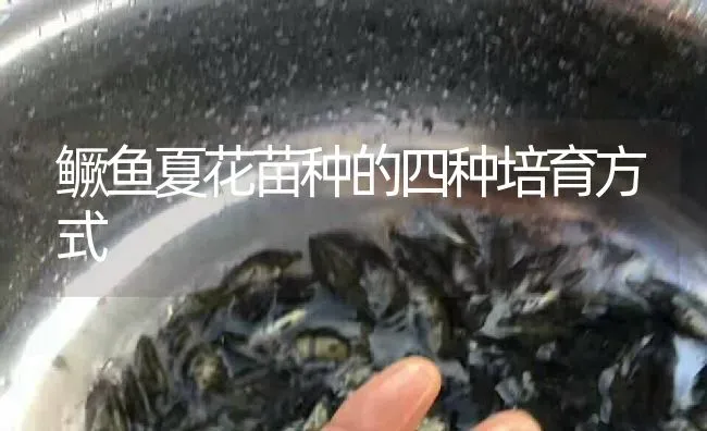 鳜鱼夏花苗种的四种培育方式 | 淡水养殖