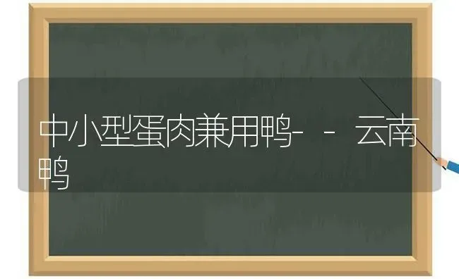 中小型蛋肉兼用鸭--云南鸭 | 家禽养殖