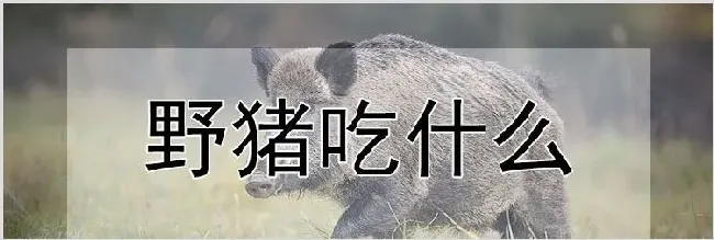 野猪吃什么 | 农业养殖技术