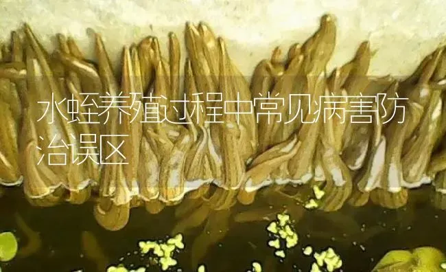 水蛭养殖过程中常见病害防治误区 | 特种养殖