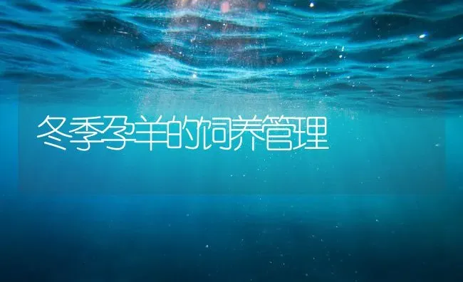 冬季孕羊的饲养管理 | 家畜养殖