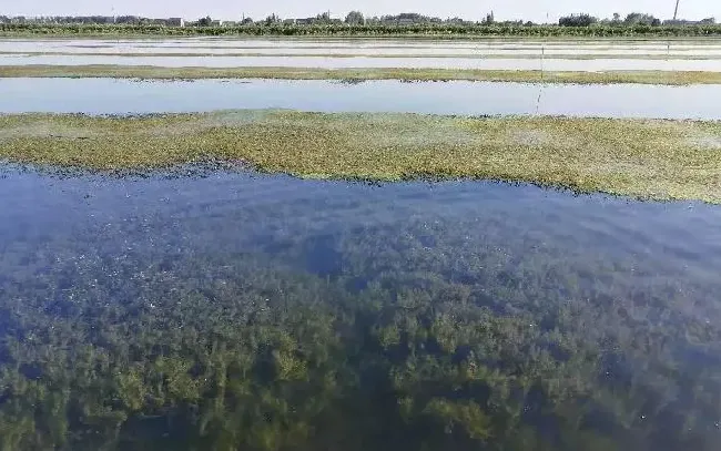 大闸蟹养殖水控技术与八菌图谱