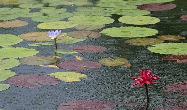 低温阴雨期的水产养殖管理方法