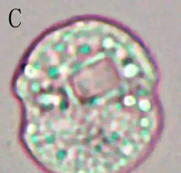 看似一样的水色，为何有人养对虾成功，有人却颗粒无收？