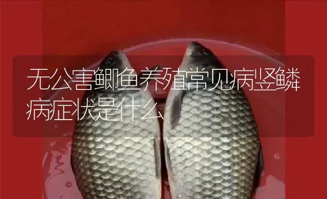 无公害鲫鱼养殖常见病竖鳞病症状是什么 | 淡水养殖
