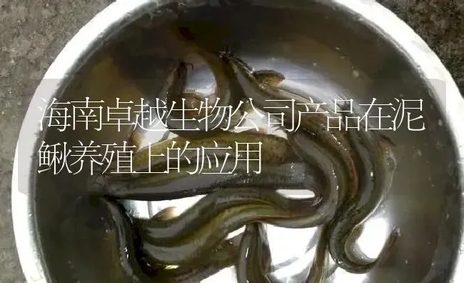 海南卓越生物公司产品在泥鳅养殖上的应用 | 淡水养殖