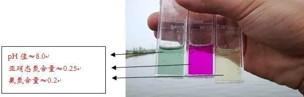 水质浑浊缺氧导致鱼发病 改底培藻强活力可解决问题
