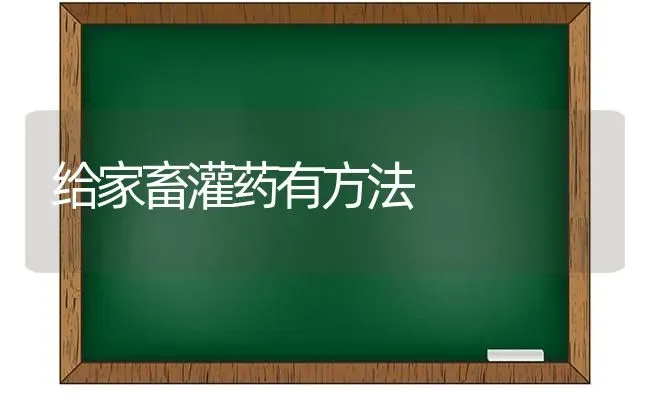 给家畜灌药有方法 | 养殖病虫害防治