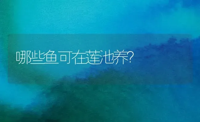 哪些鱼可在莲池养？ | 淡水养殖