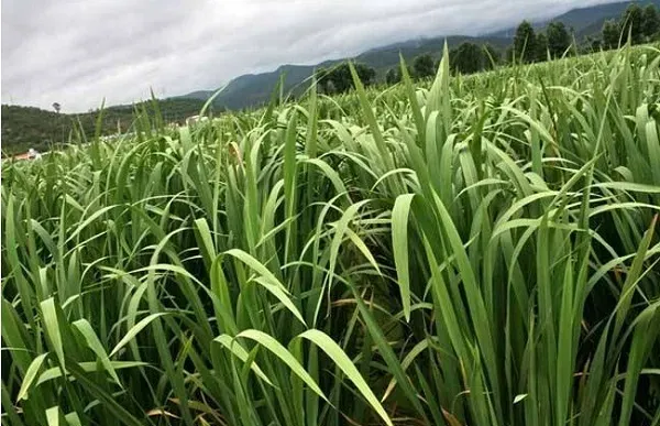 茭白与黄鳝套养技术