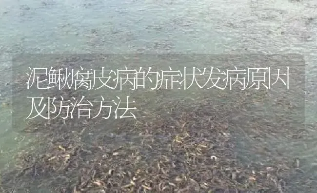 泥鳅腐皮病的症状发病原因及防治方法 | 淡水养殖