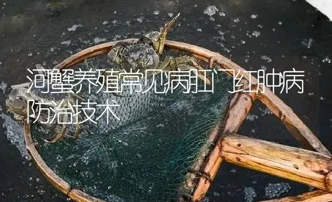 河蟹养殖常见病肛门红肿病防治技术 | 淡水养殖