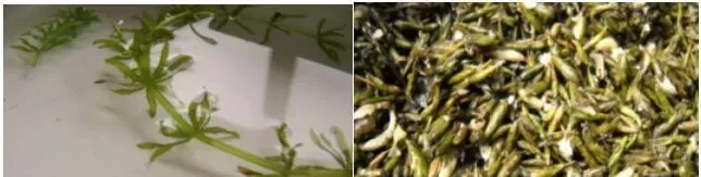 水草在河蟹养殖为什么非常重要？怎么种植和管理？什么是最佳水草标准？