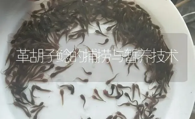 革胡子鲶的捕捞与暂养技术 | 淡水养殖