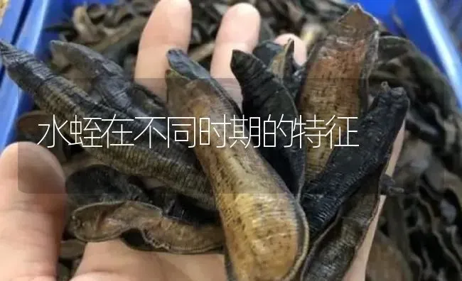 水蛭在不同时期的特征 | 特种养殖