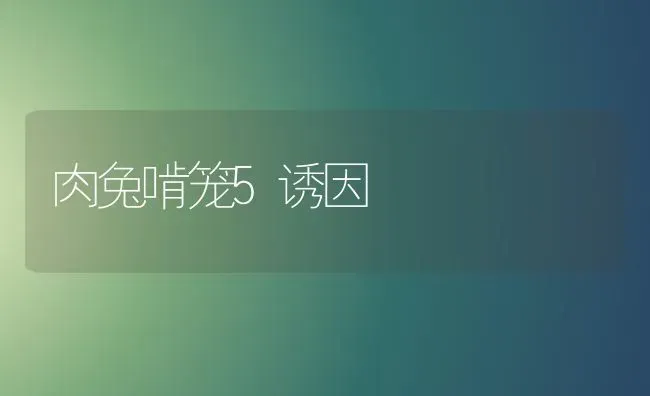 肉兔啃笼5诱因 | 家畜养殖